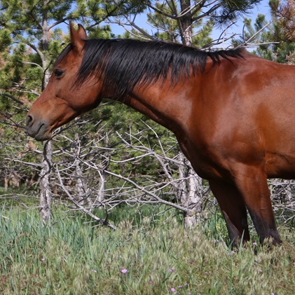 A picture of Evie the horse.